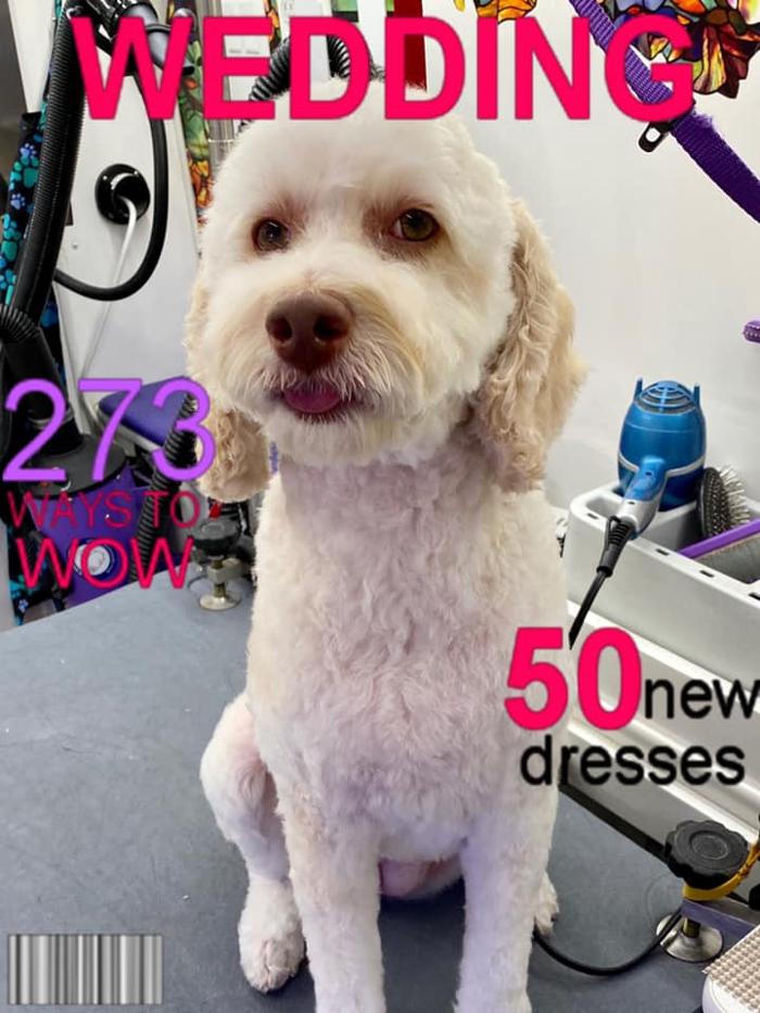 Groom 'n' Zoom Mobile Grooming - Sonora - Sonora, CA