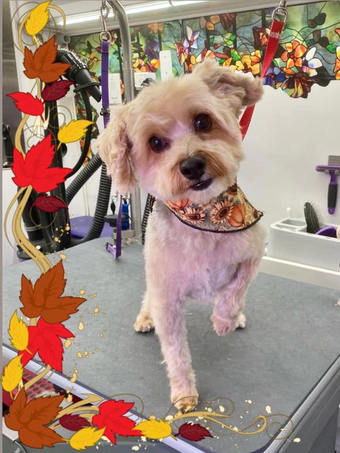 Groom 'n' Zoom Mobile Grooming - Sonora - Sonora, CA