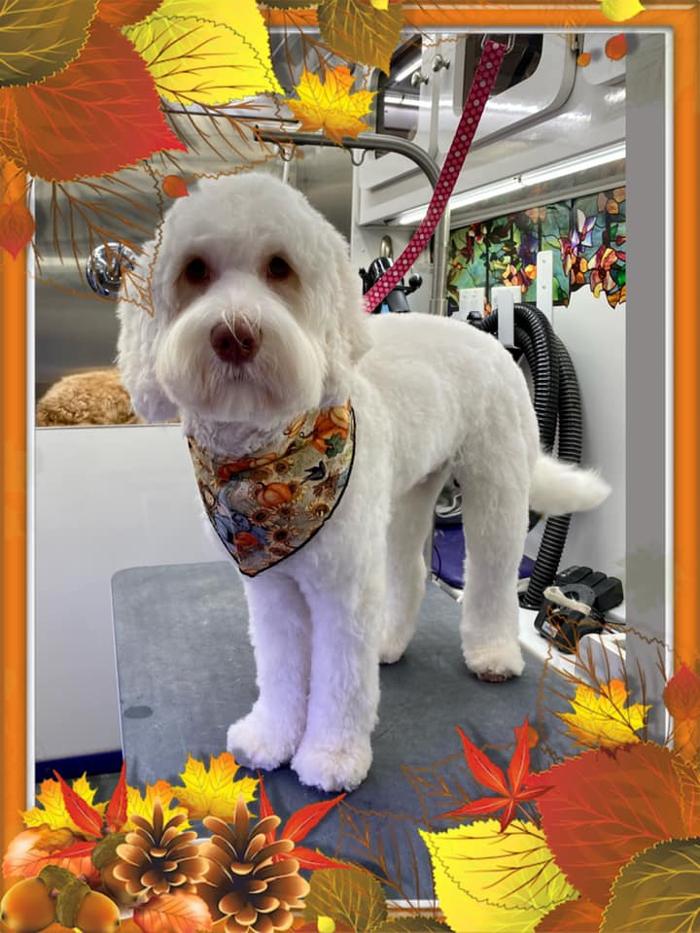 Groom 'n' Zoom Mobile Grooming - Sonora - Sonora, CA