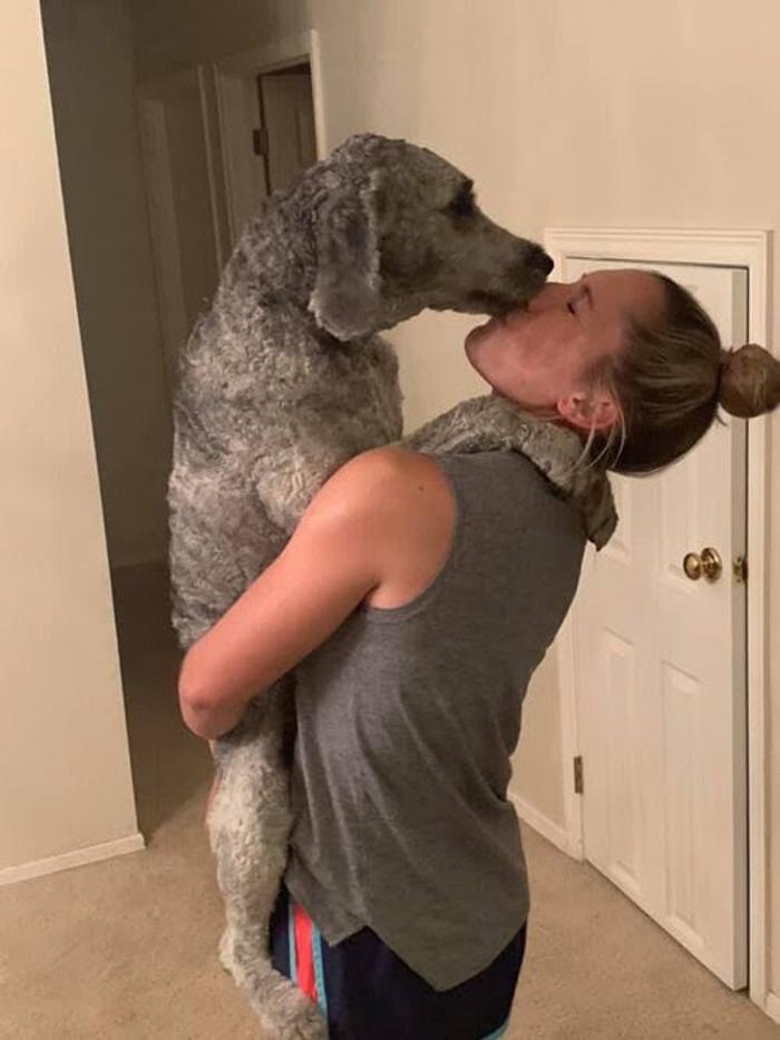 Off Leash K9 Training Springfield - Branson, MO