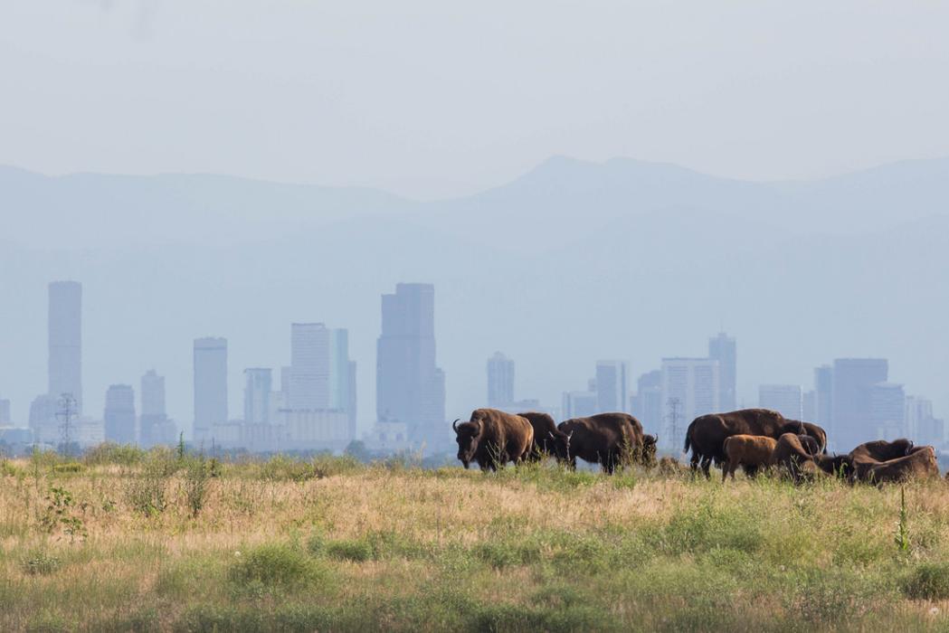 Buffalo Highlands by Meritage Homes - Commerce City, CO
