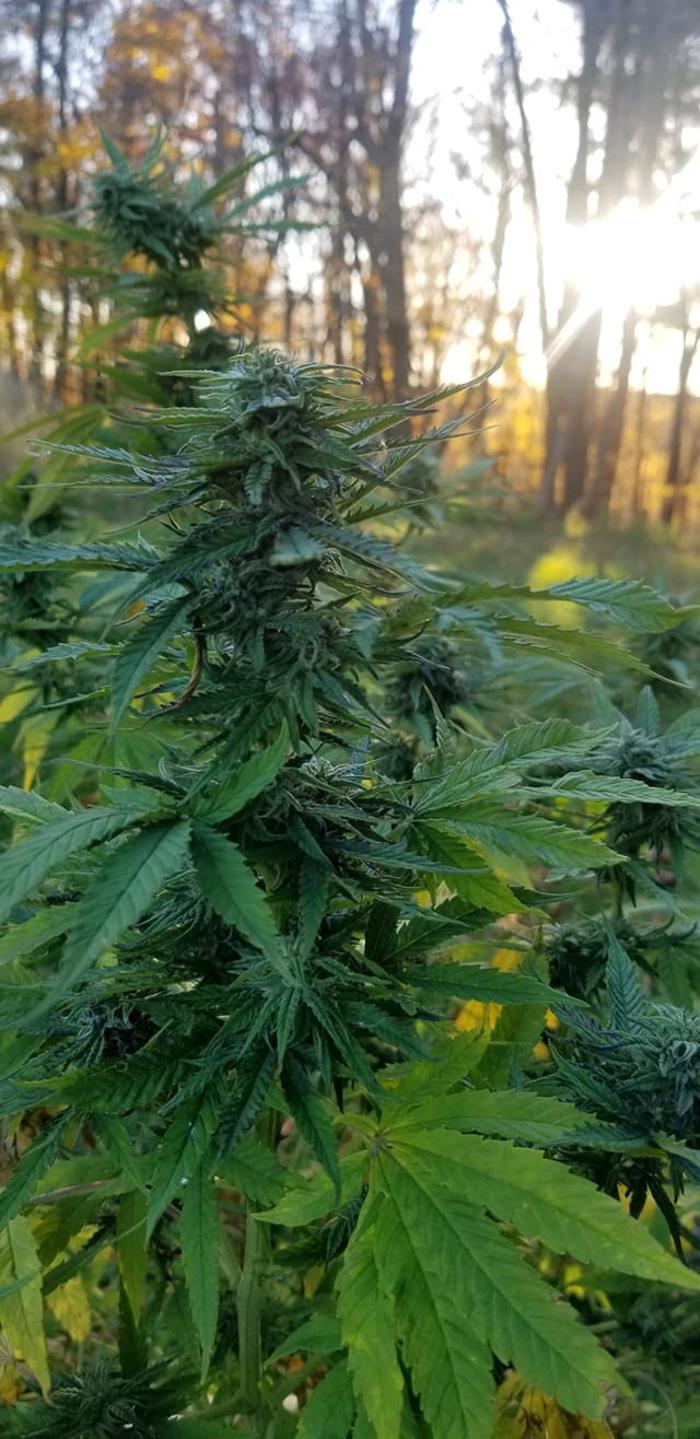 Releaf Ology CBD Store - Little Falls, MN