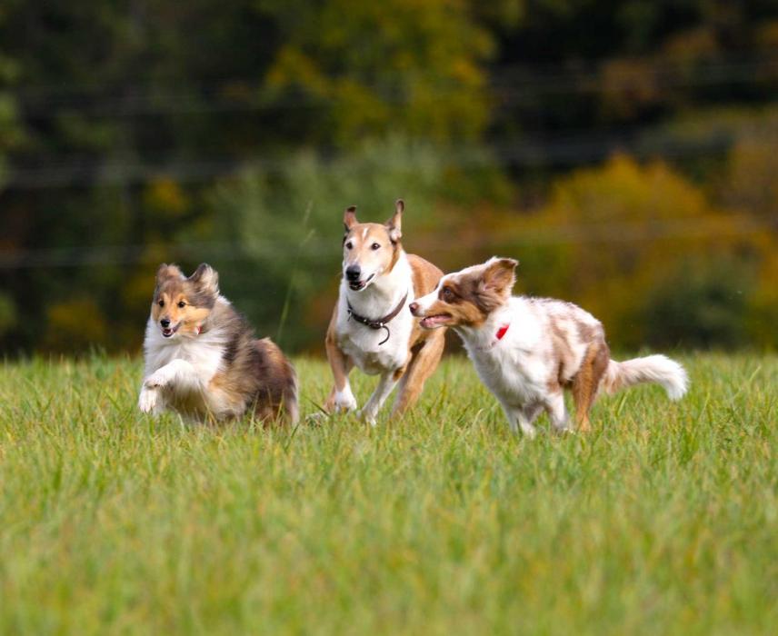 M-DOG Hundeschule, Freiherr-vom-Stein-Straße in Niedernhausen
