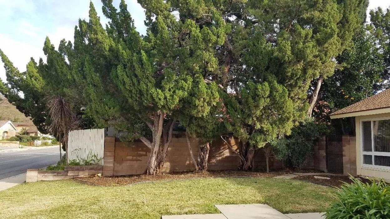 Lawn Care by Lars - Canoga Park, CA
