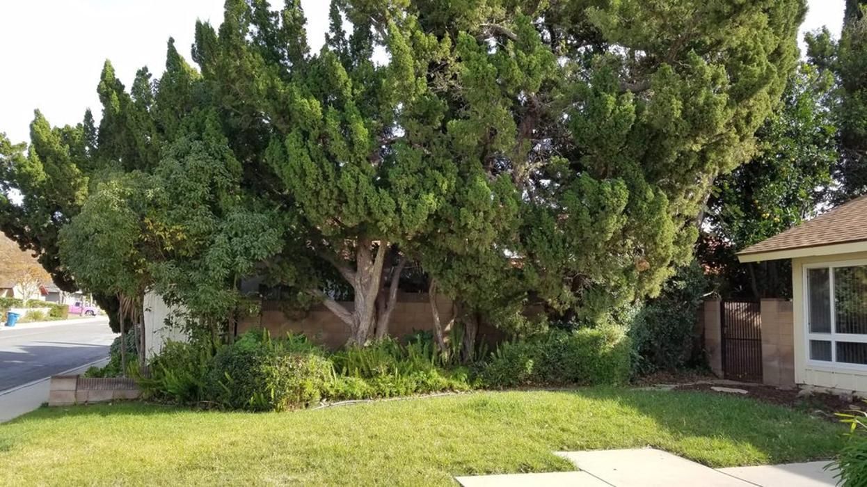 Lawn Care by Lars - Canoga Park, CA