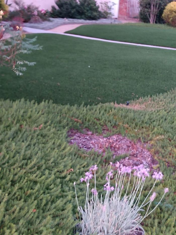 Lawn Care by Lars - Canoga Park, CA