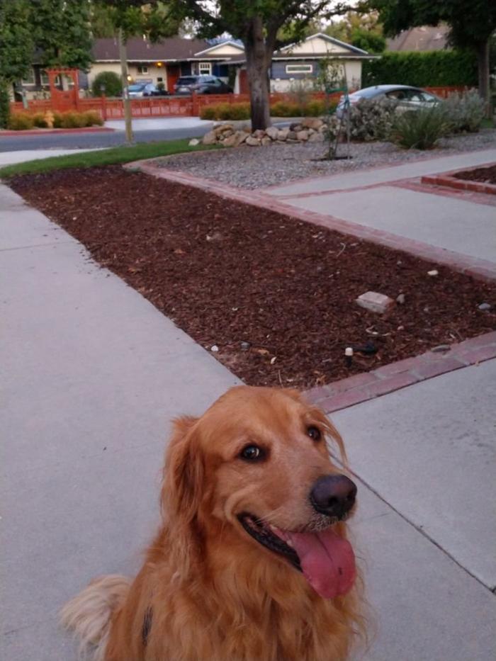 Lawn Care by Lars - Canoga Park, CA