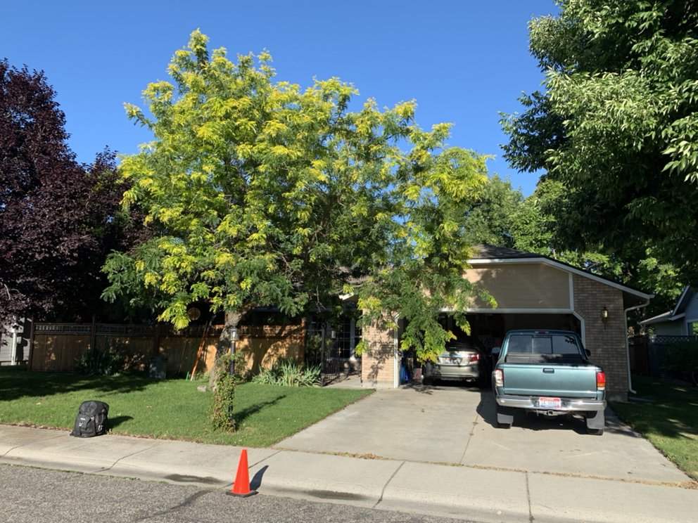 Majestic Tree Care Image