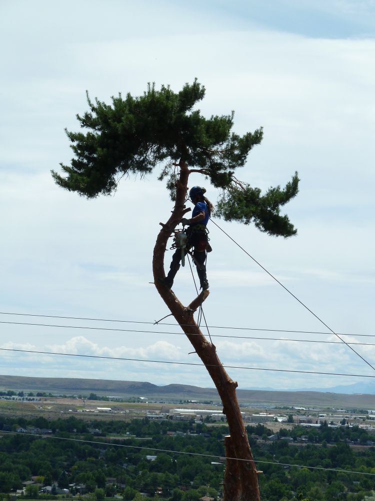 Majestic Tree Care Image