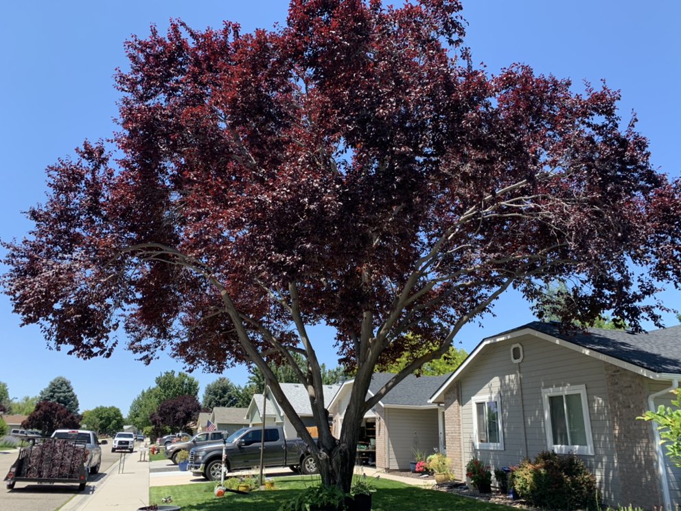 Majestic Tree Care Image