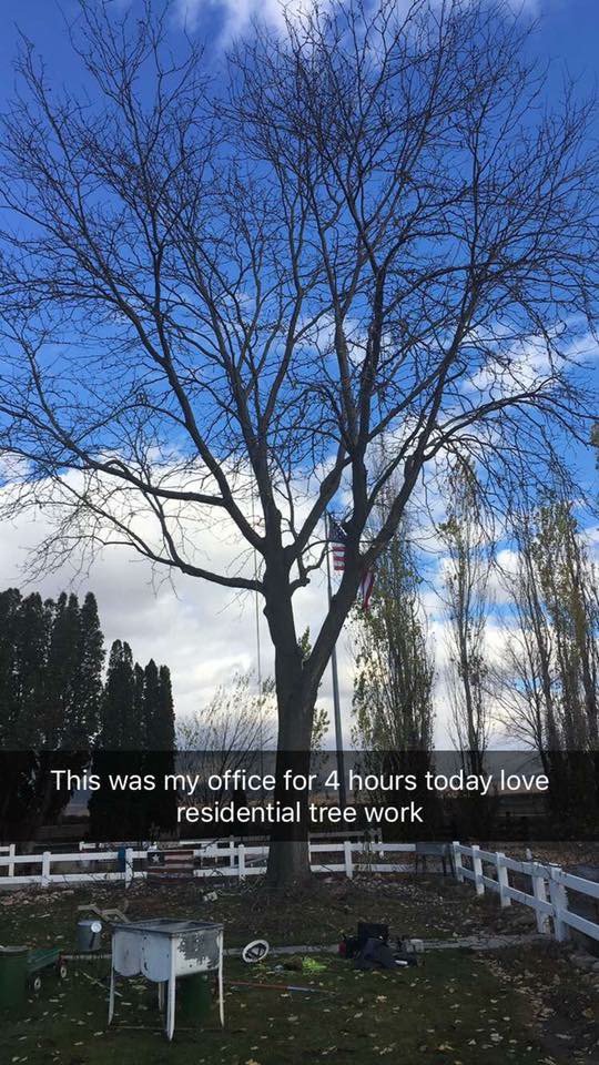 Majestic Tree Care Image