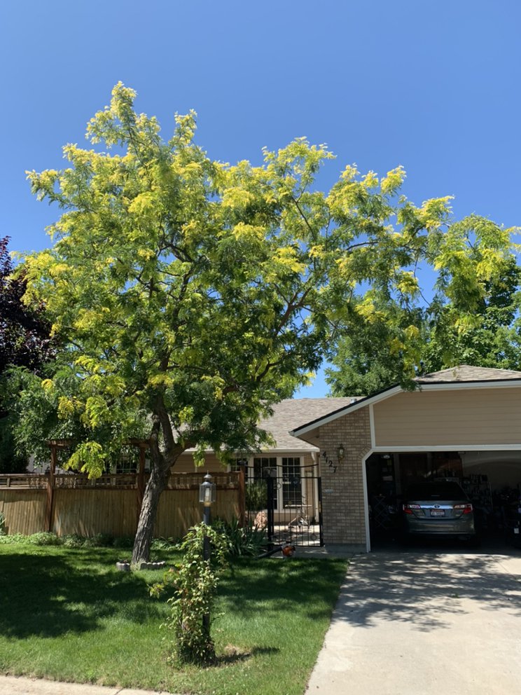 Majestic Tree Care Image