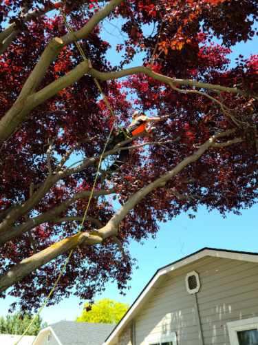 Majestic Tree Care Image