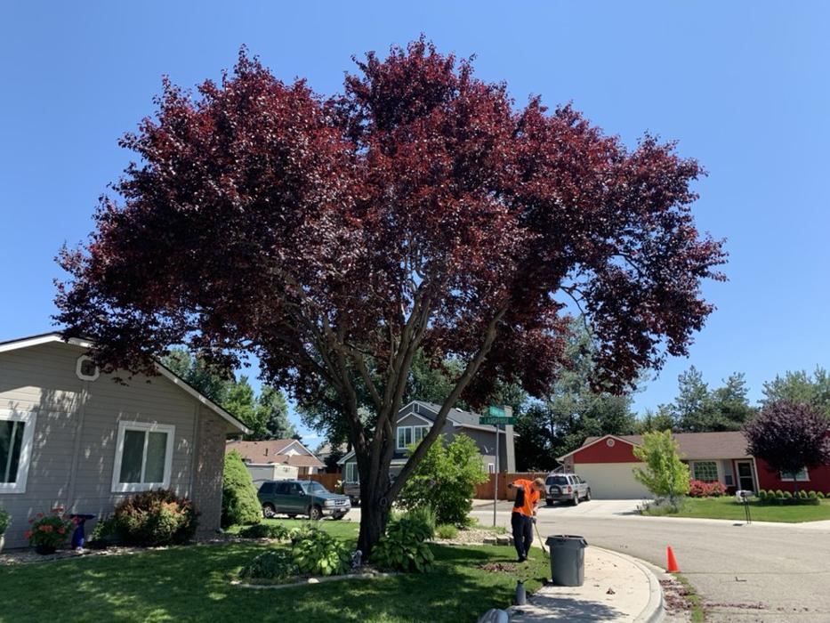 Majestic Tree Care - Meridian, ID