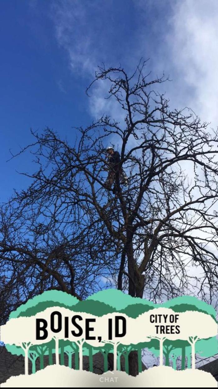 Majestic Tree Care - Meridian, ID