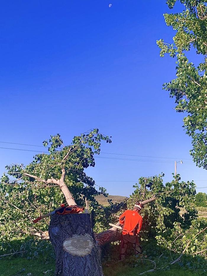 Majestic Tree Care - Meridian, ID