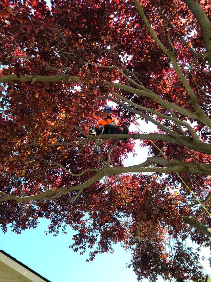 Majestic Tree Care - Meridian, ID