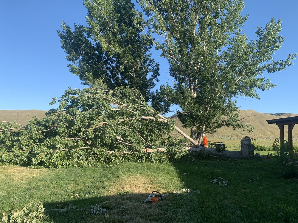 Majestic Tree Care Image