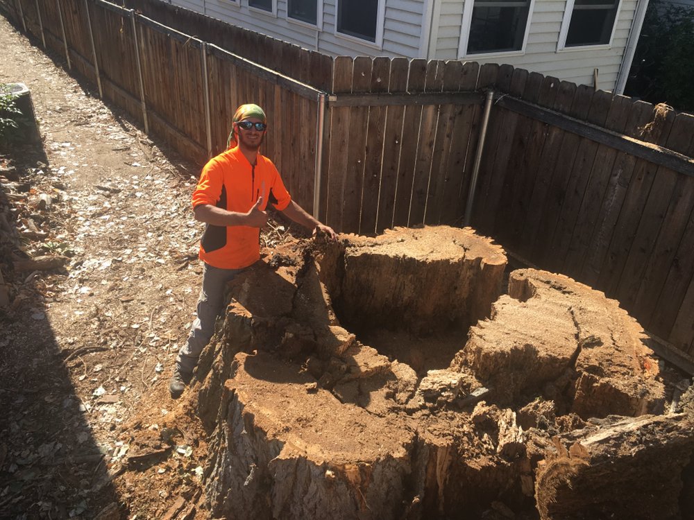 Majestic Tree Care Image