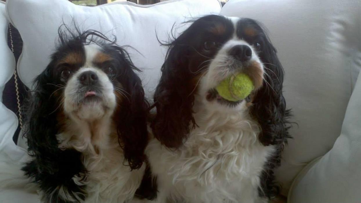 XoXo Doggy Hotel and Daycare - San Antonio, TX