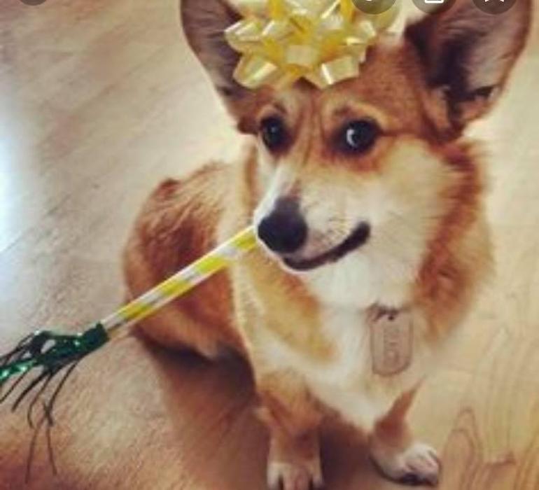 XoXo Doggy Hotel and Daycare - San Antonio, TX