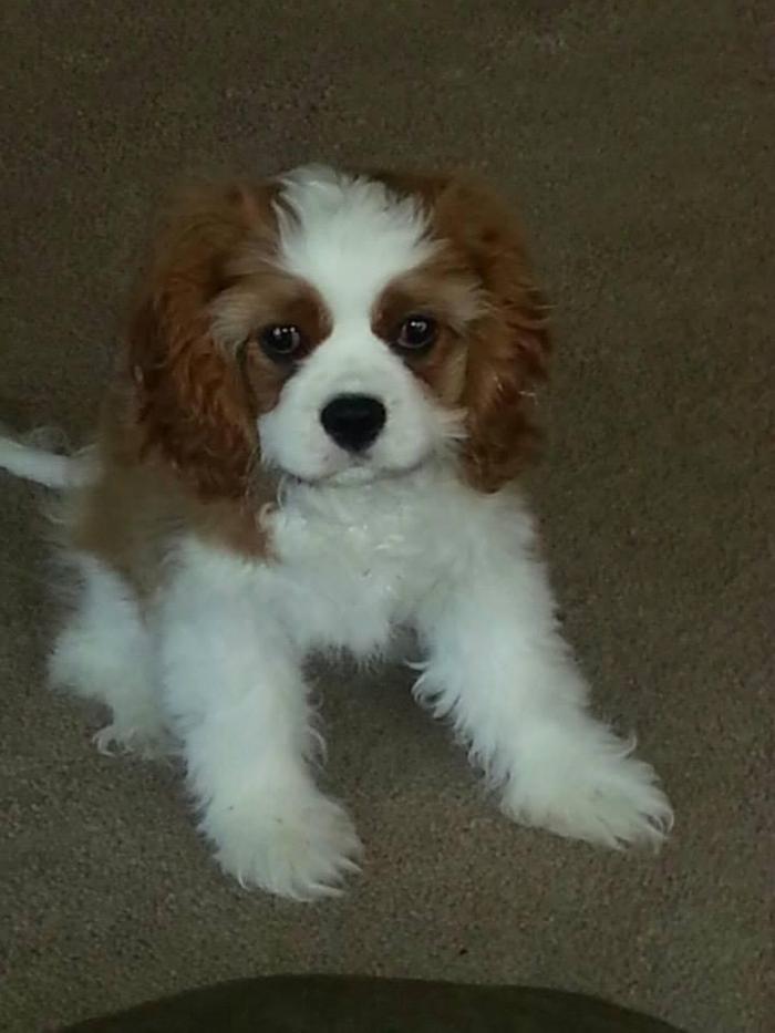 XoXo Doggy Hotel and Daycare - San Antonio, TX