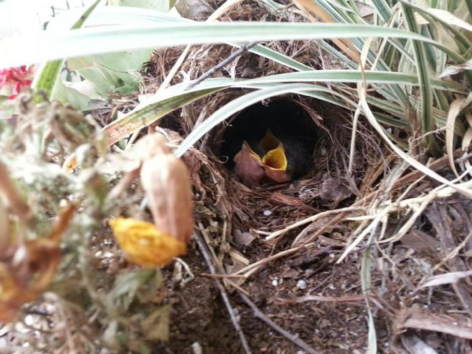 XoXo Doggy Hotel and Daycare - San Antonio, TX