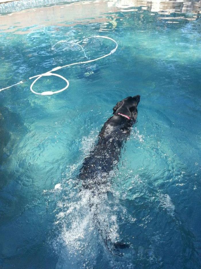 XoXo Doggy Hotel and Daycare - San Antonio, TX