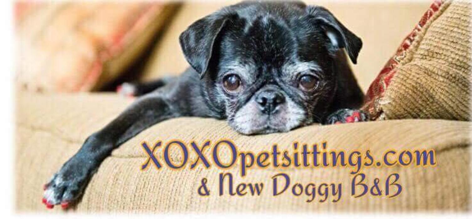 XoXo Doggy Hotel and Daycare - San Antonio, TX