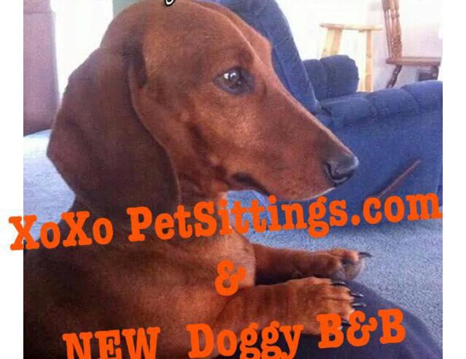 XoXo Doggy Hotel and Daycare - San Antonio, TX