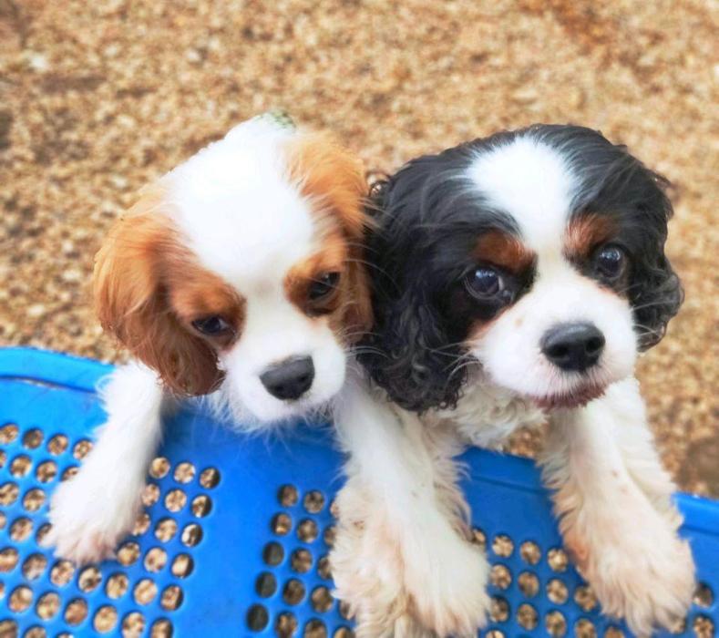 XoXo Doggy Hotel and Daycare - San Antonio, TX