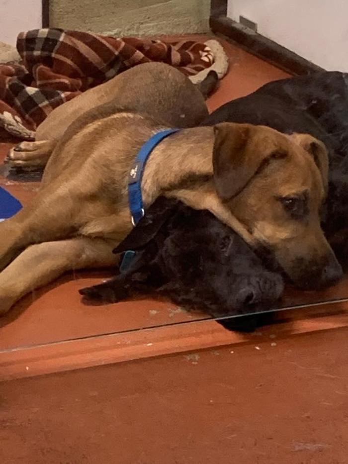 XoXo Doggy Hotel and Daycare - San Antonio, TX