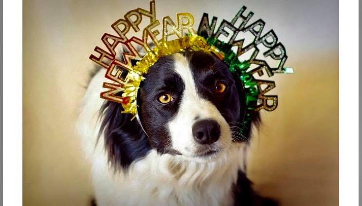 XoXo Doggy Hotel and Daycare - San Antonio, TX