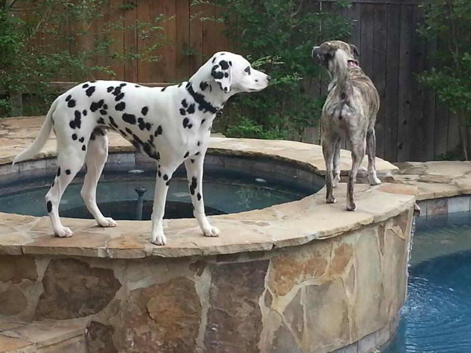 XoXo Doggy Hotel and Daycare - San Antonio, TX