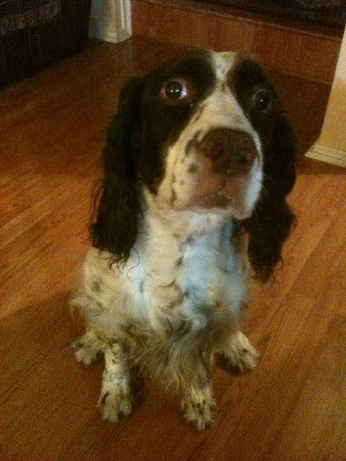 XoXo Doggy Hotel and Daycare - San Antonio, TX