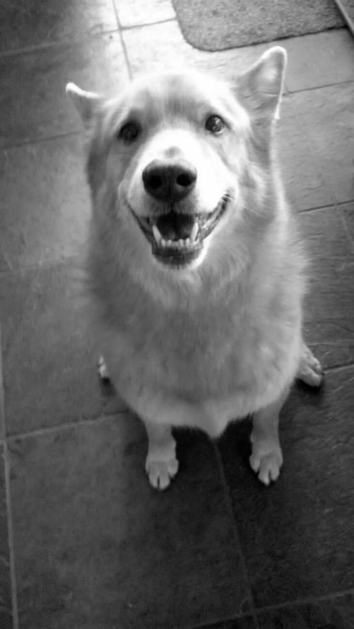 XoXo Doggy Hotel and Daycare - San Antonio, TX