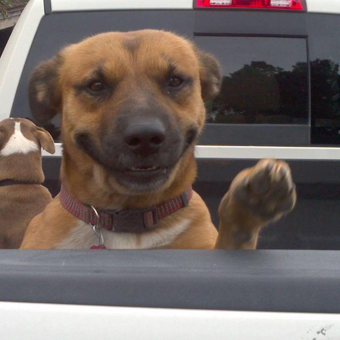 XoXo Doggy Hotel and Daycare - San Antonio, TX