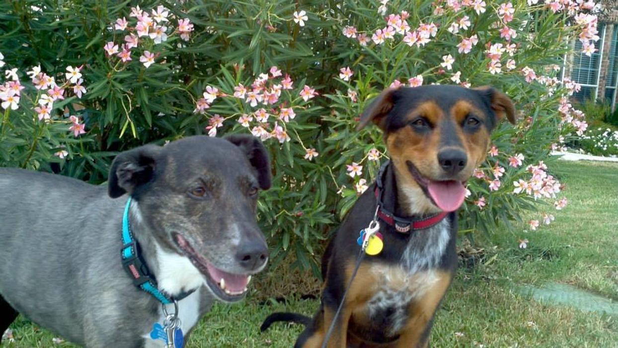 XoXo Doggy Hotel and Daycare - San Antonio, TX