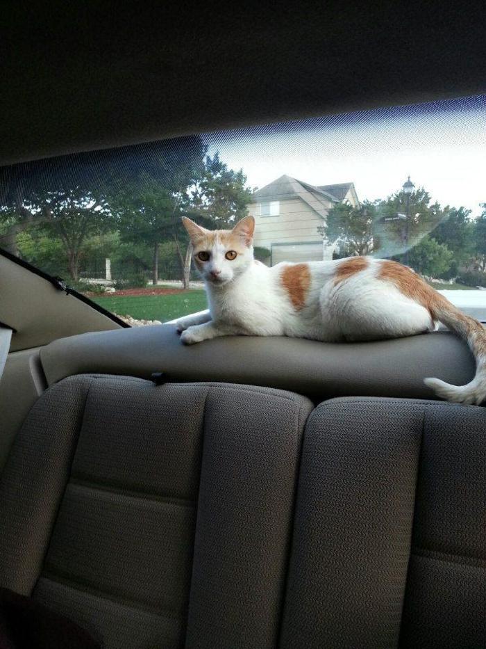 XoXo Doggy Hotel and Daycare - San Antonio, TX