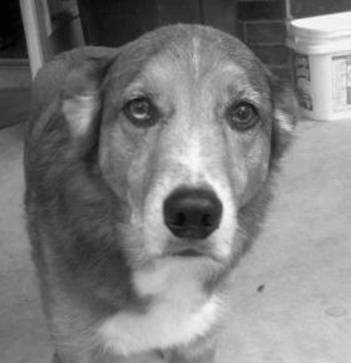 XoXo Doggy Hotel and Daycare - San Antonio, TX