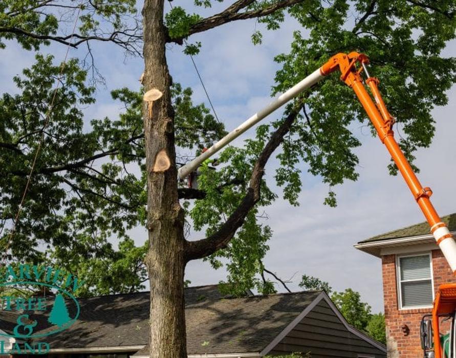 West Shore Tree Service LLC - West Haven, CT