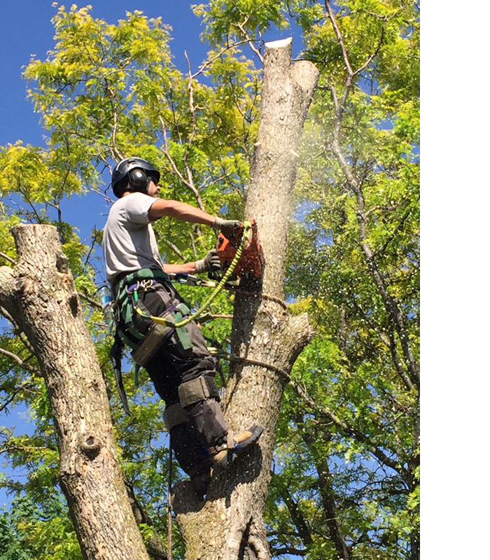 West Shore Tree Service LLC - West Haven, CT