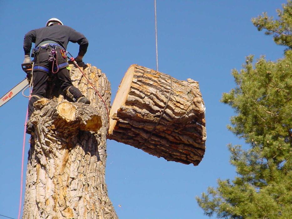 West Shore Tree Service LLC - West Haven, CT
