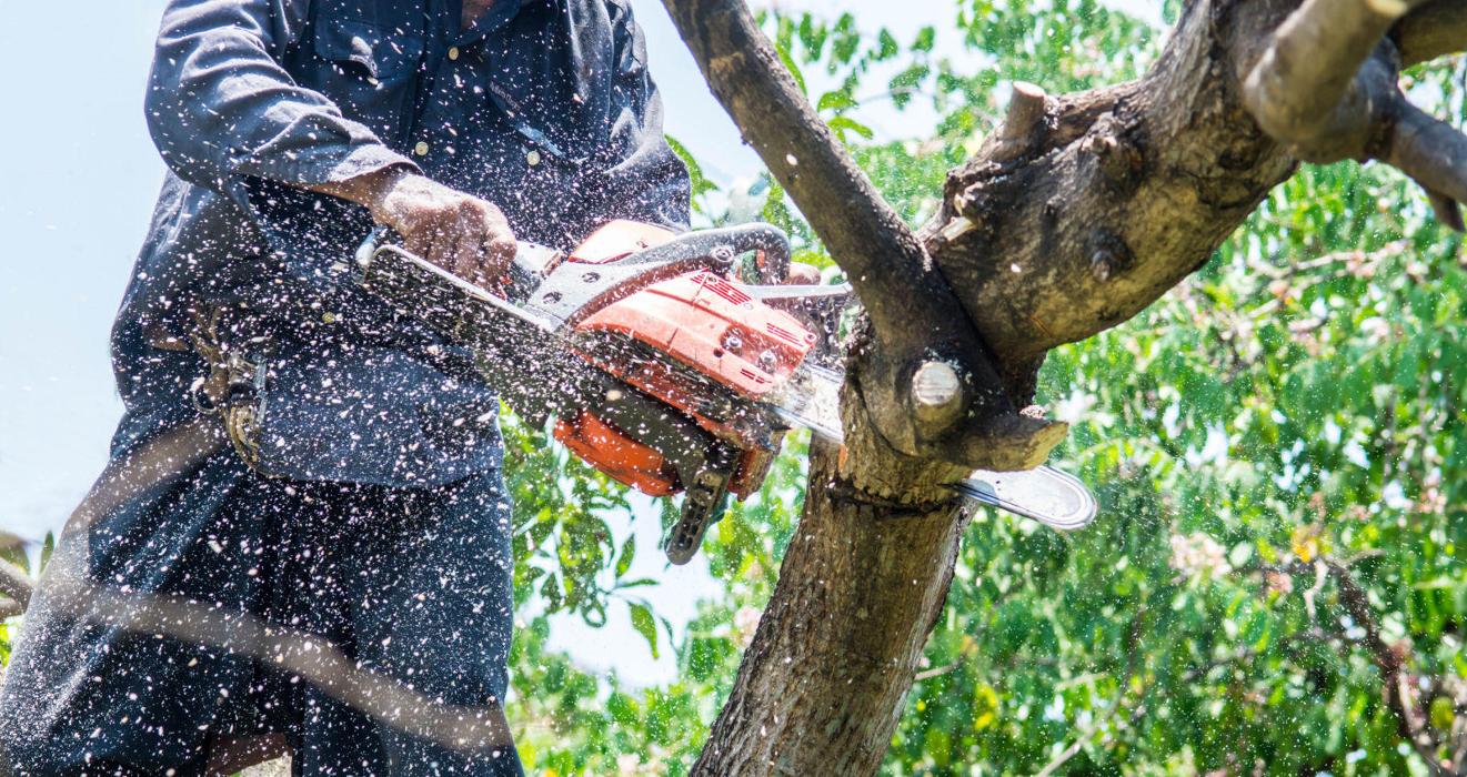 West Shore Tree Service LLC - West Haven, CT