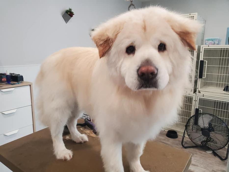 Salty Paws Grooming Studio - Huntington Beach, CA