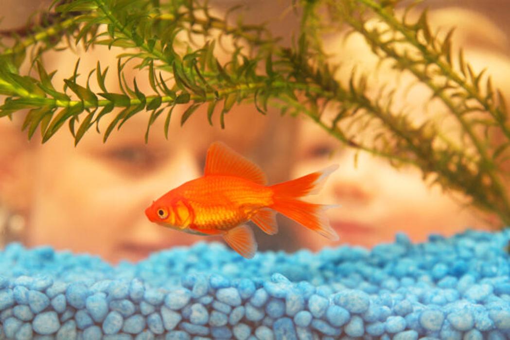 A's Aquatics and Pet Store - North Kingstown, RI