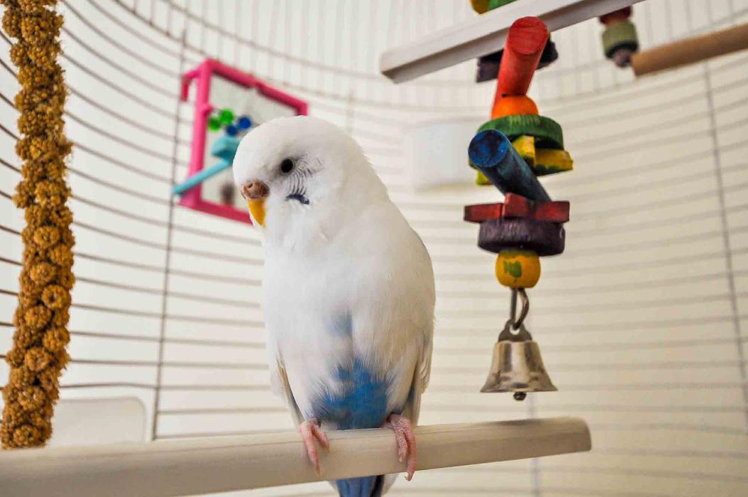 A's Aquatics and Pet Store - North Kingstown, RI