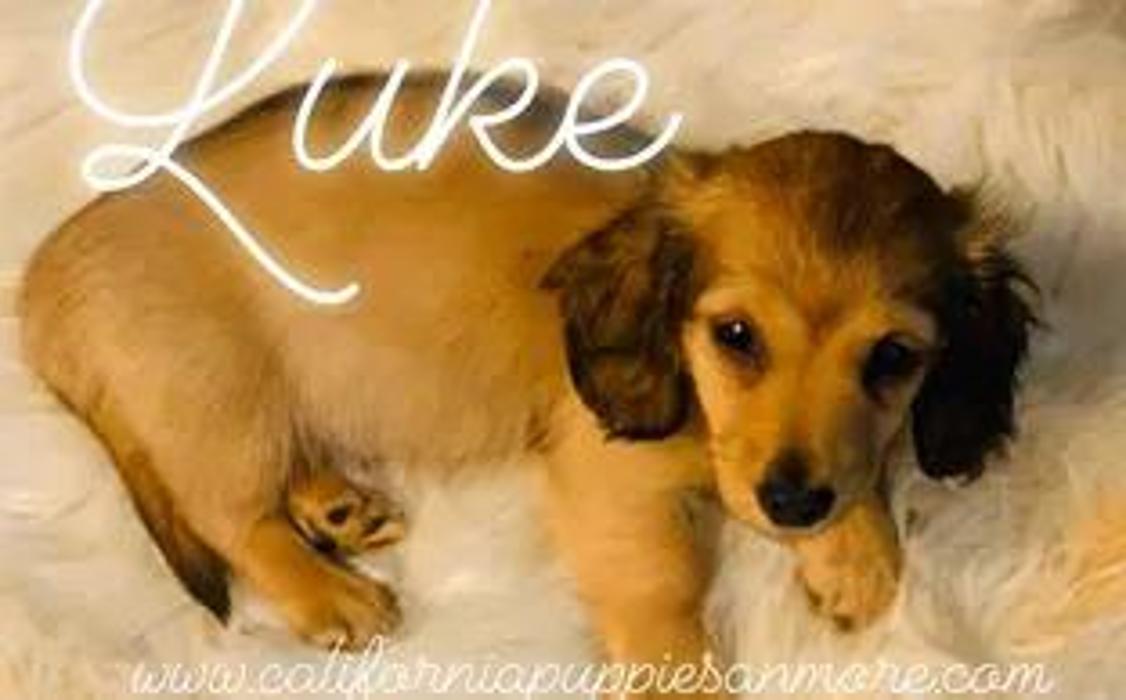 California Puppies an More - Fairfield, CA