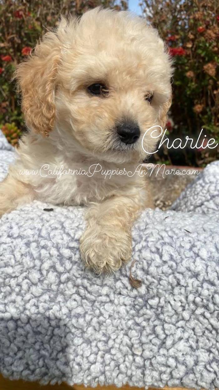 California Puppies an More - Fairfield, CA