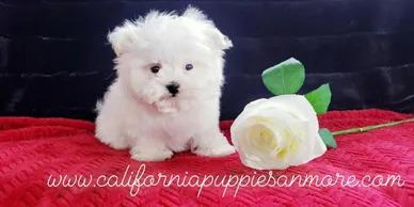 California Puppies an More - Fairfield, CA